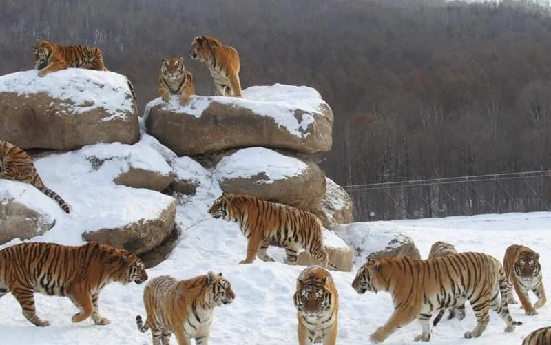 công viên hổ siberia