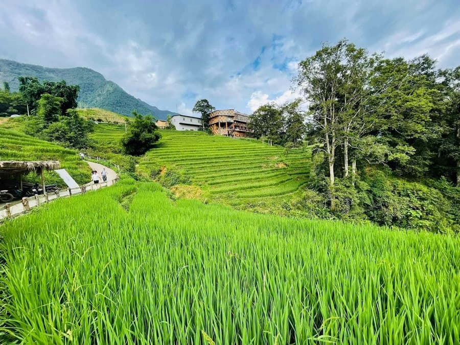 Tả Van đầu mùa lúa