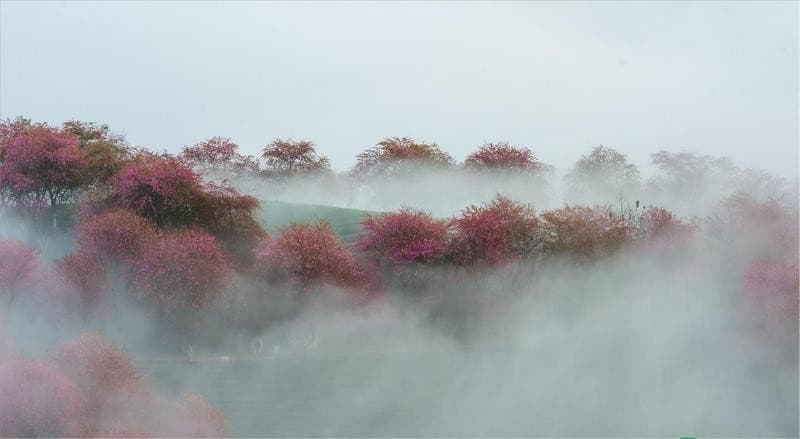Đồi chè Ô Long Sa Pa