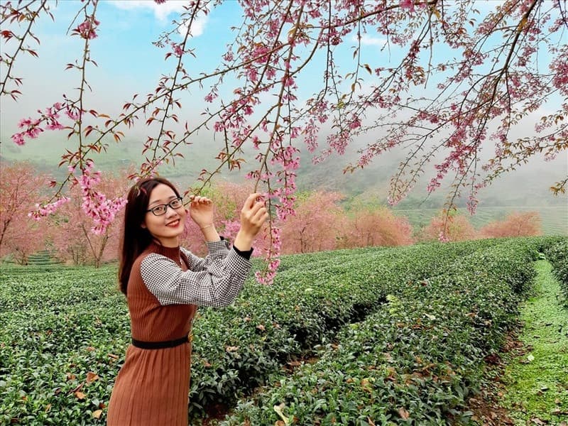 Chụp ảnh đồi chè Ô Long Sa Pa