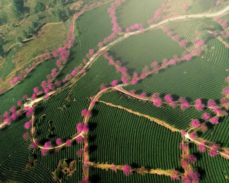 Đồi chè Ô Long Sa Pa mùa xuân