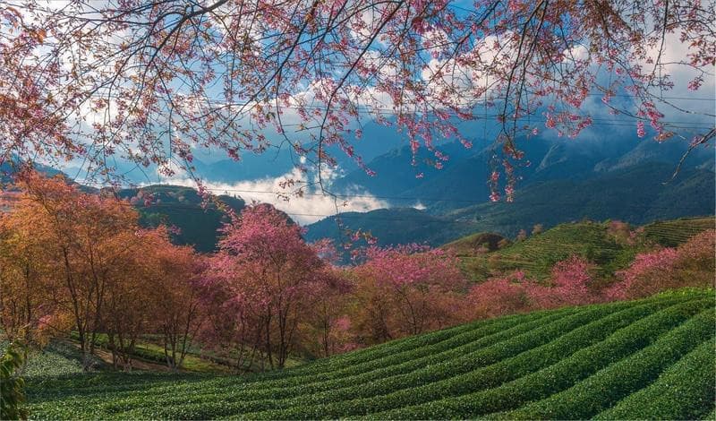 Đồi chè Ô Long Sa Pa