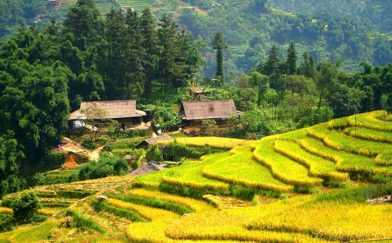 Ý Linh Hồ mùa lúa chín