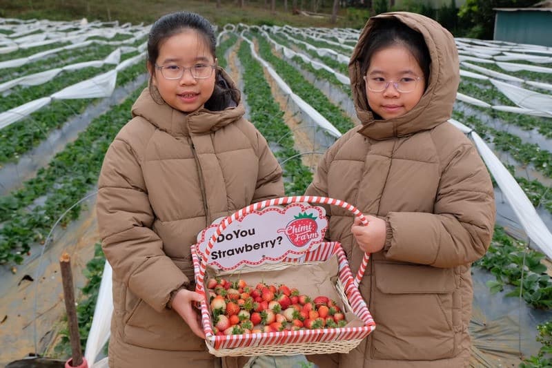Tour du lịch Mộc Châu Tết cho gia đình có trẻ nhỏ