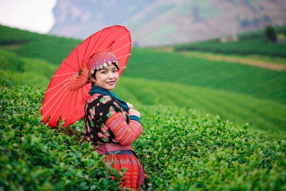 đồi chè mộc châu