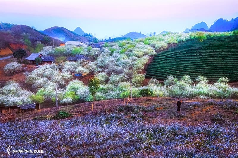 thời điểm du lịch mộc châu