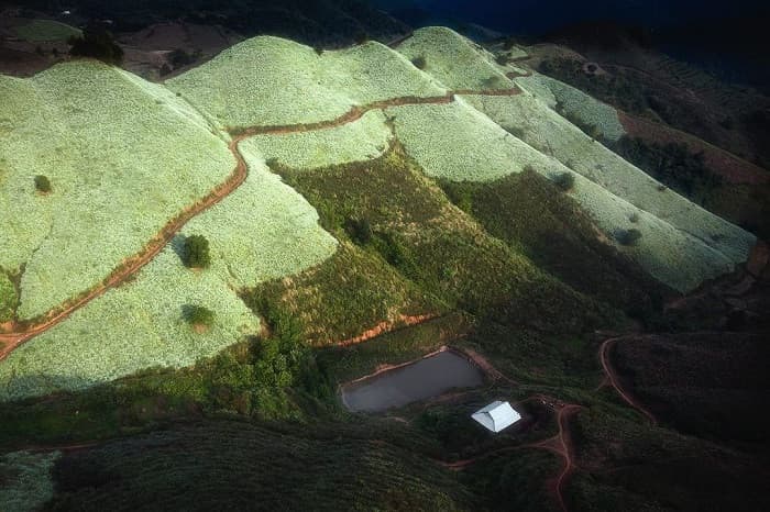 bản lùn mộc châu