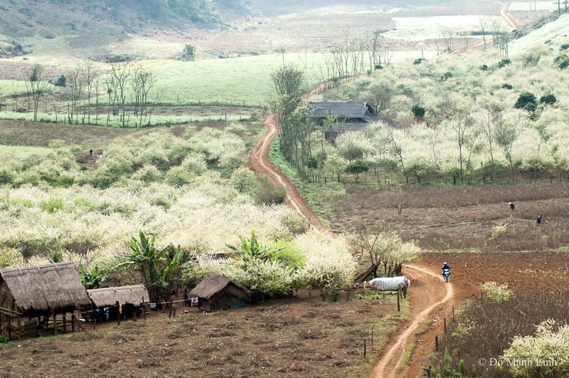 bản ba phách mộc châu