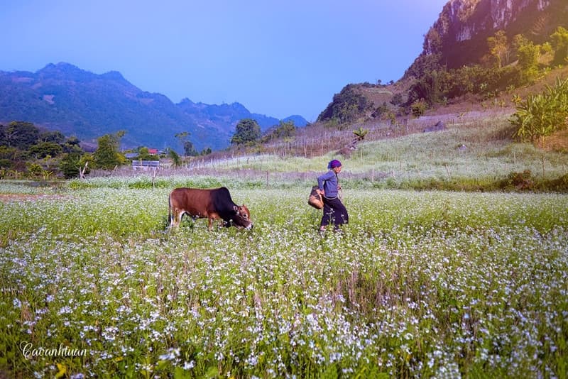 bản ba phách mộc châu
