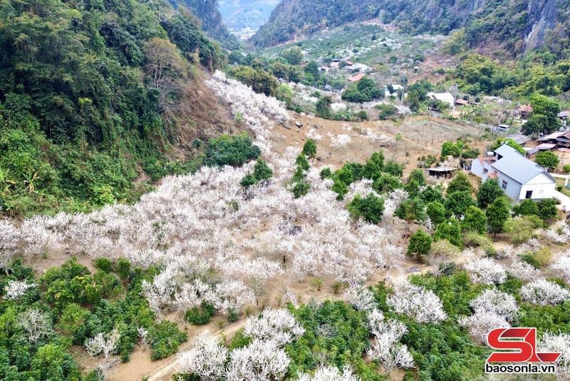 Chiềng Cọ Sơn La