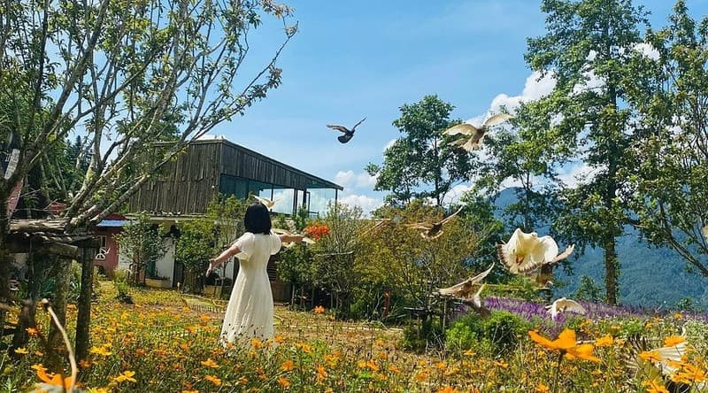 Công Viên Hoa Pơ Mu