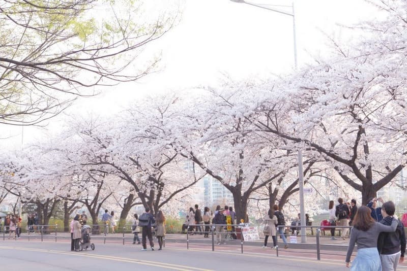 Du lịch Hàn Quốc mùa hoa anh đào