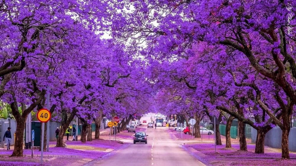 Mùa phượng tím Jacaranda nở rộ