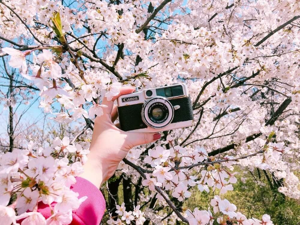 lễ hội hoa anh đào tại Melbourne