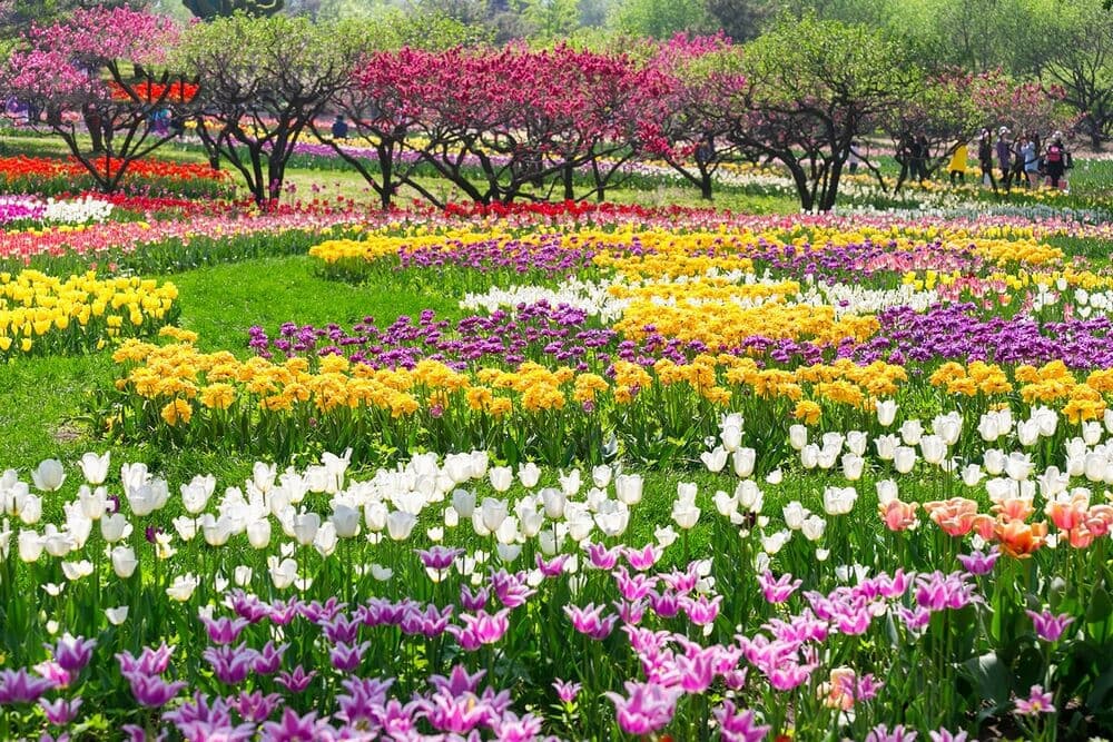Lễ hội hoa Floriade tại Canberra