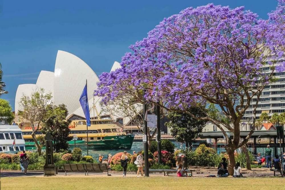 du lịch sydney mùa xuân