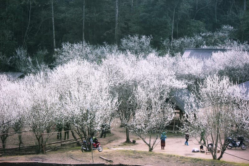 hoa mận sapa