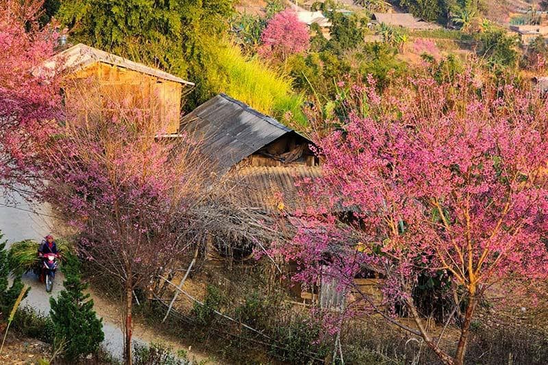 Yên Bái mùa xuân