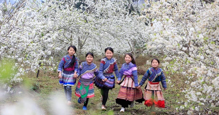 Mùa hoa lê Bắc Hà