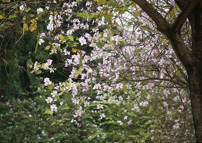 Thời điểm ngắm hoa ban Cao Bằng đẹp nhất