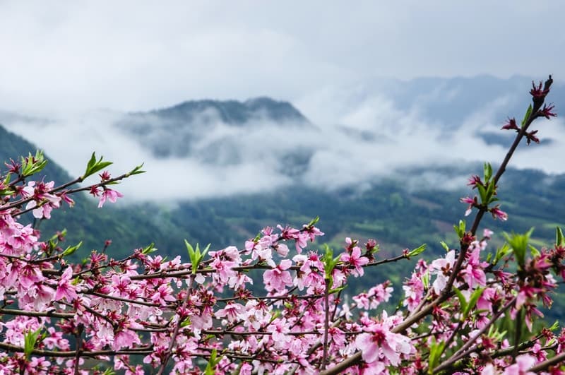 Thời điểm hoa đào Cao Bằng nở đẹp nhất