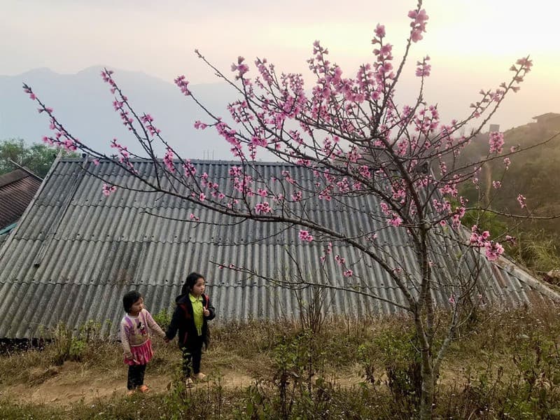 Sắc hồng đằm thắm vươn mình mạnh mẽ trên sỏi đá Cao Bằng