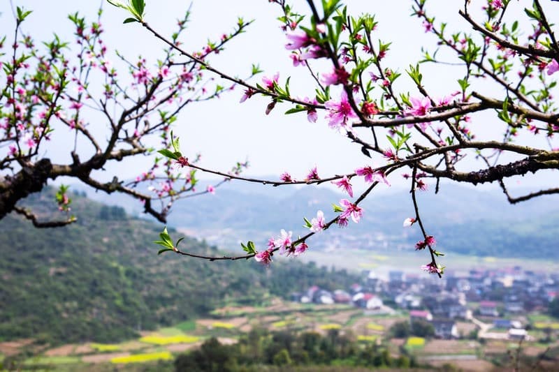 Mỗi mùa Cao Bằng lại thay một chiếc áo mới rực rỡ sắc màu