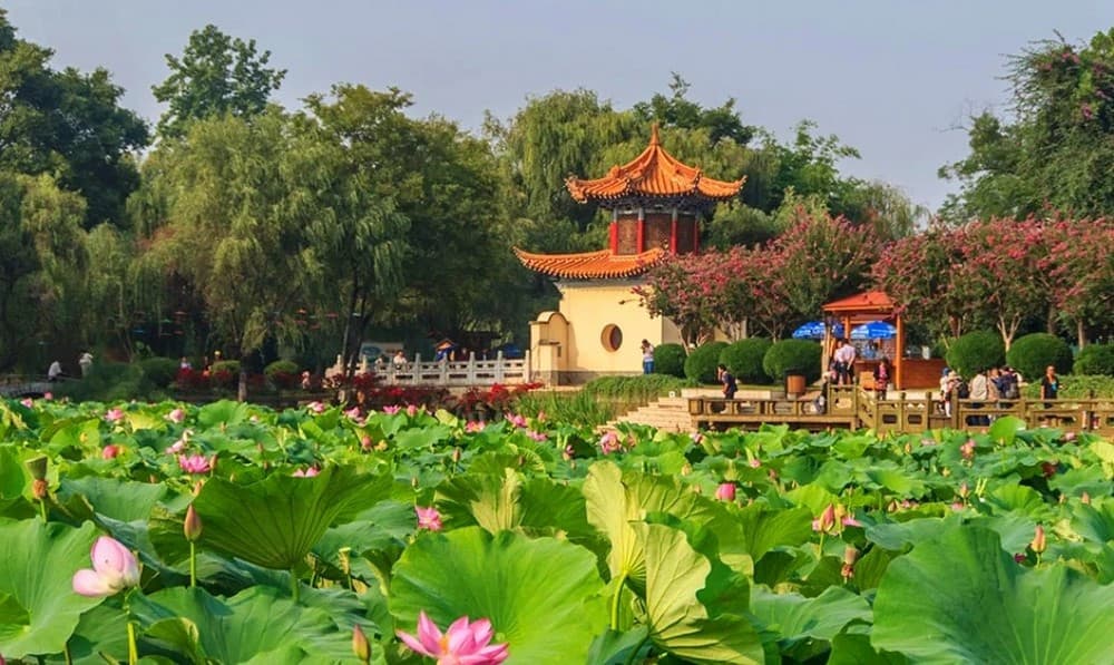 Mùa hoa sen ở Đại Quan Lầu