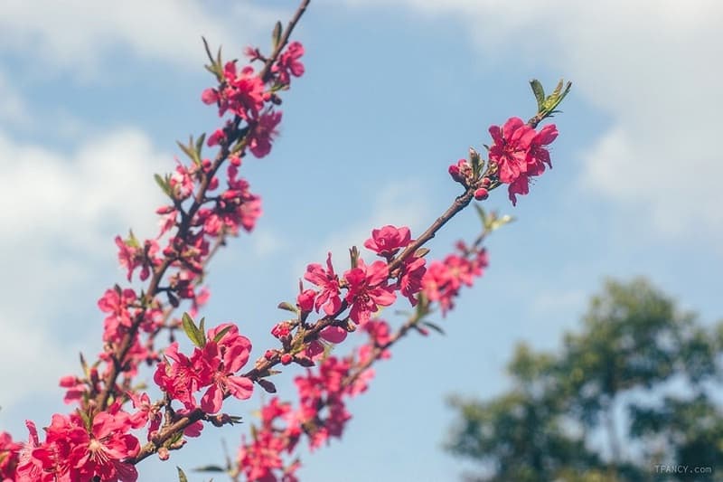 hoa đào Lạng Sơn mùa xuân