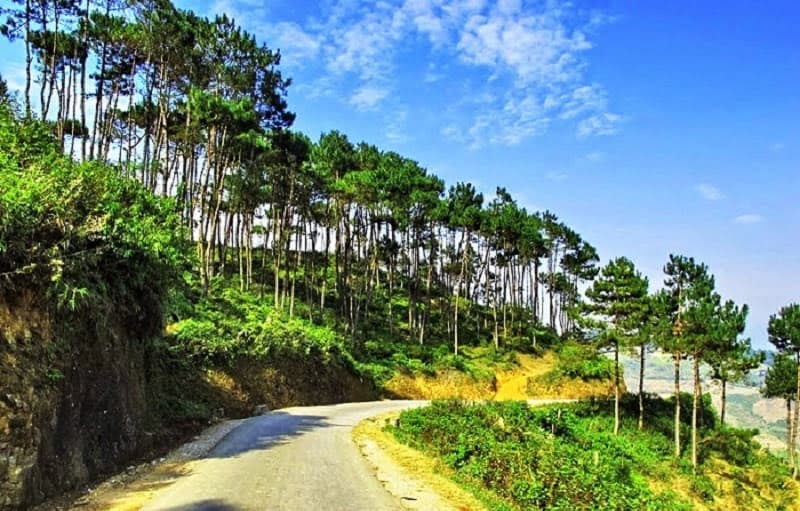 rừng thông yên minh