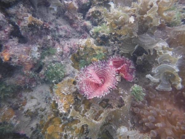 Lặn ngắm san hô