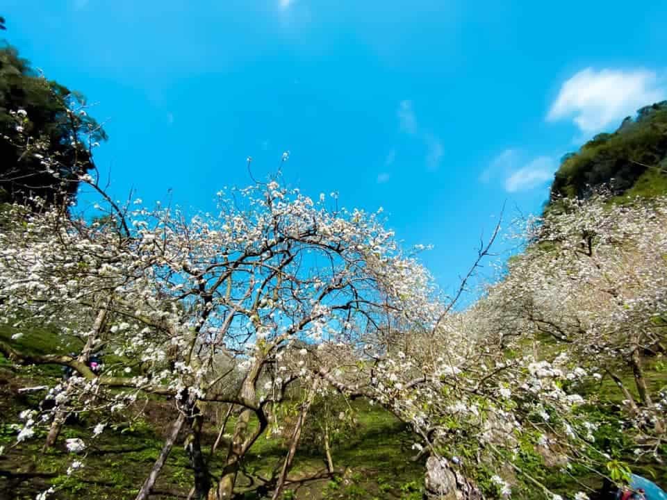 Thung lũng mu náu hoa mận mộc châu