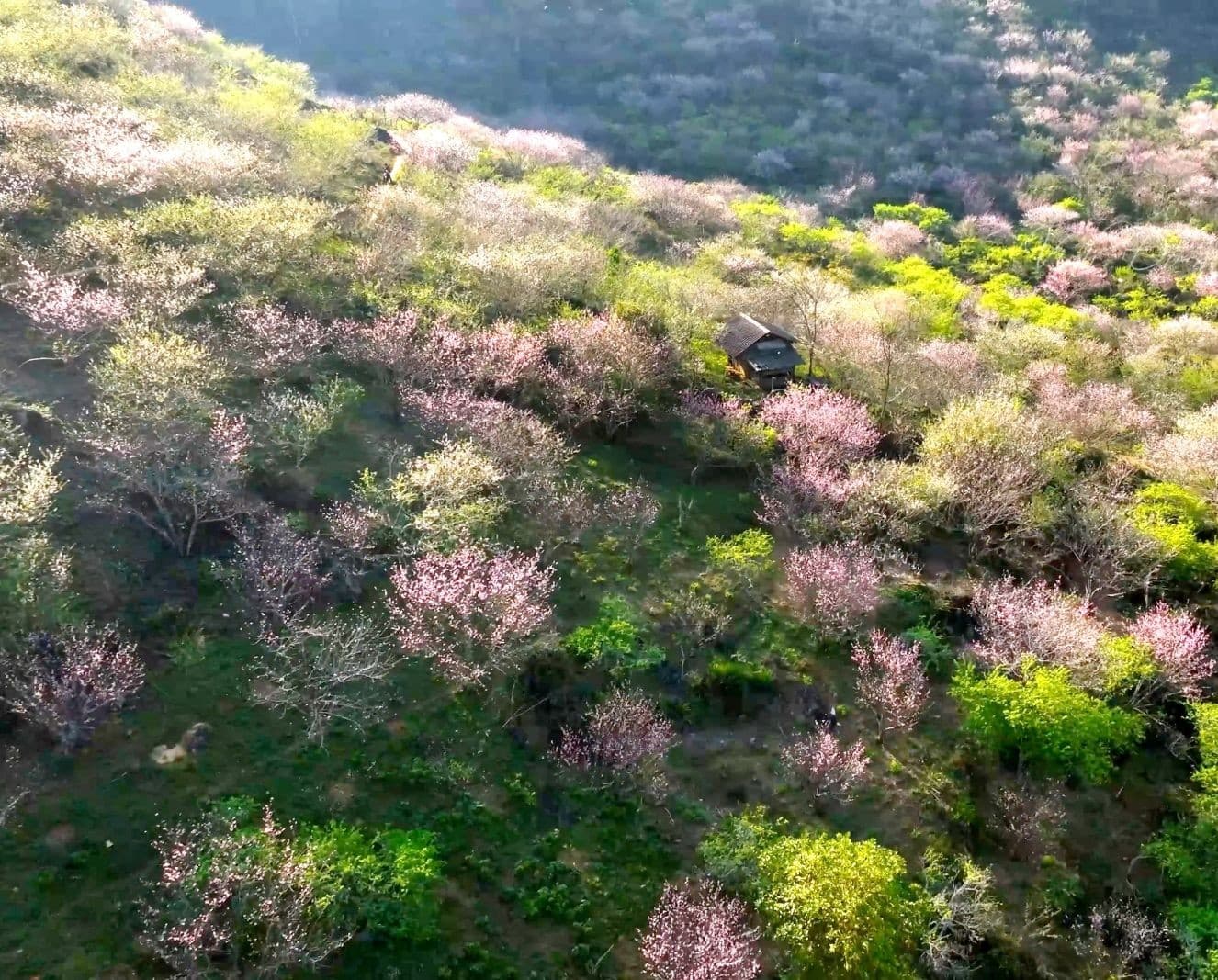 mộc châu mùa xuân