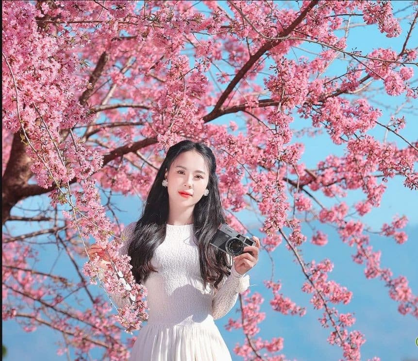 mộc châu mùa xuân