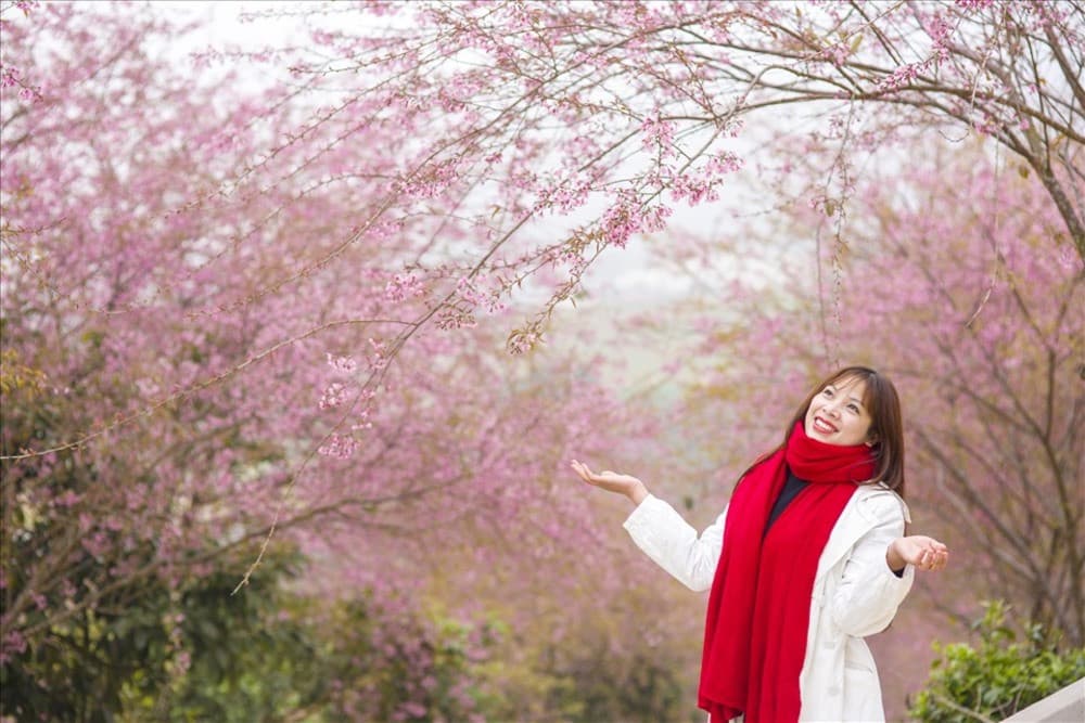 hoa mai anh đào mộc châu