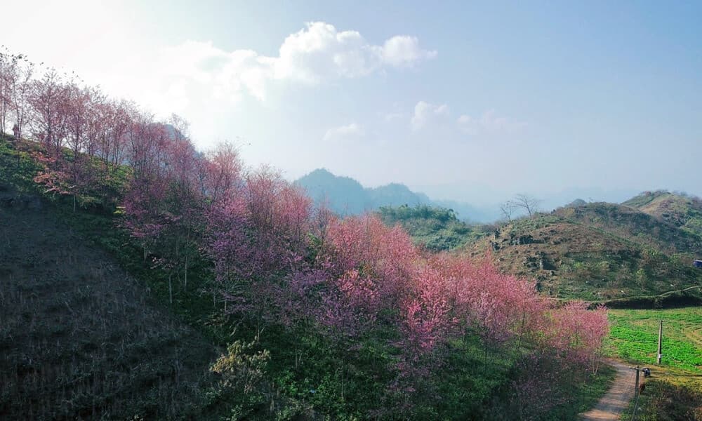 Đồi hoa đào tại Nậm Tôm