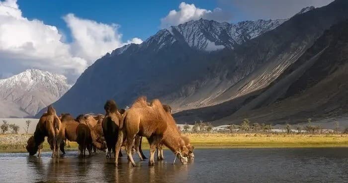Wildlife-sanctuaries-in-Kashmir (Copy).jpg
