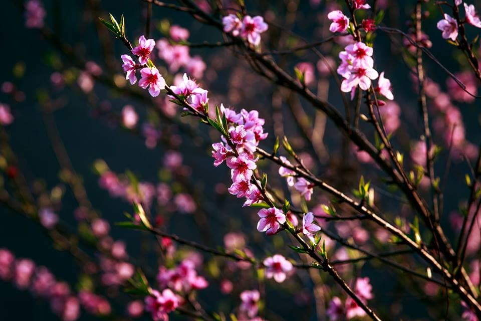 Mùa hoa đào ở cao nguyên Mộc Châu