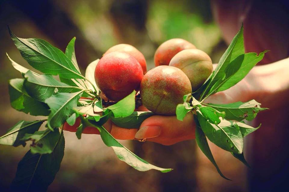 Lên Mộc Châu tham dự Ngày hội hái quả lần thứ II - năm 2015