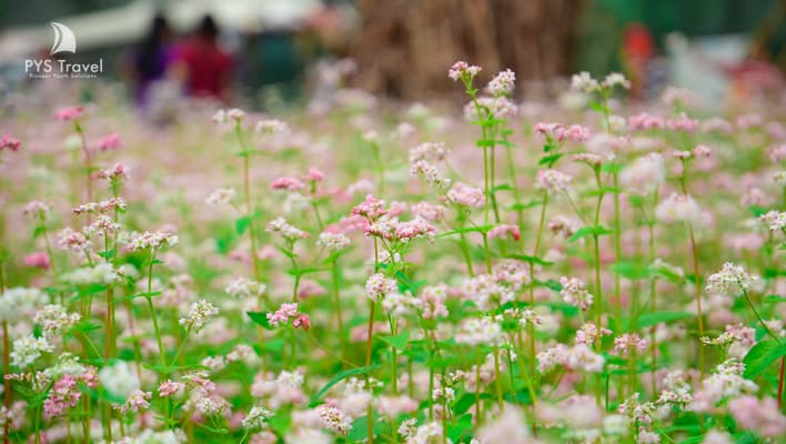 Lễ hội Hoa tam giác mạch Hà Giang lần IV năm 2018. Lên đường ngay!