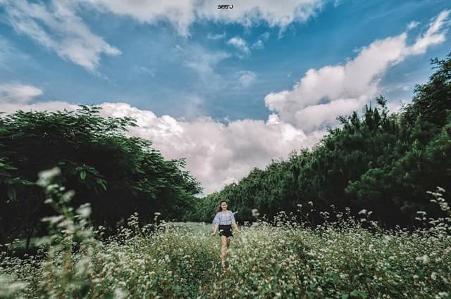 Đà Lạt Milk Farm - nơi một mét vuông chụp được 10 tấm ảnh nhất định bạn phải ghé!