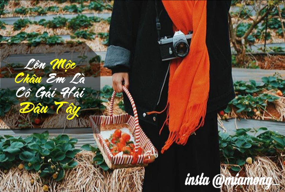 Lên Mộc Châu, Em sẽ hóa thân thành cô gái hái Dâu Tây.