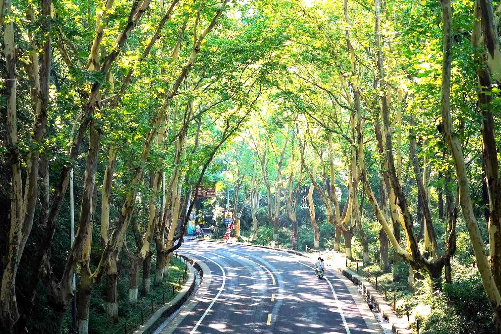 đại lộ ngô đồng nam kinh tour-hang-chau-thuong-hai-7.jpg