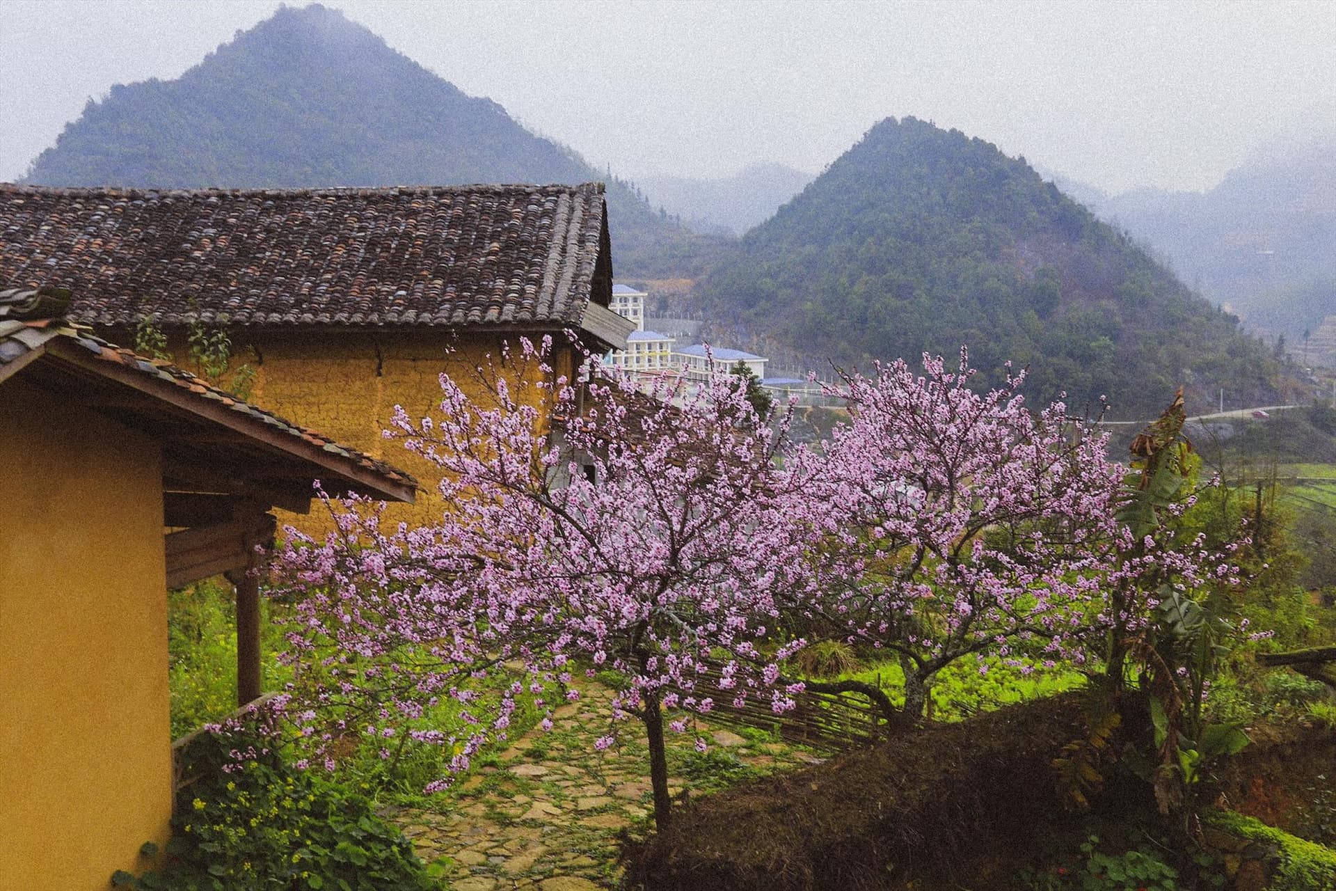hoa tại lô lô chải lo-lo-chai-5.jpg