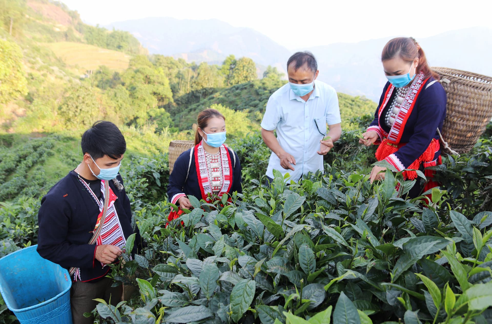 Chè San Tuyết Bắc Quang Chè San Tuyết đặc sản Bắc Quang