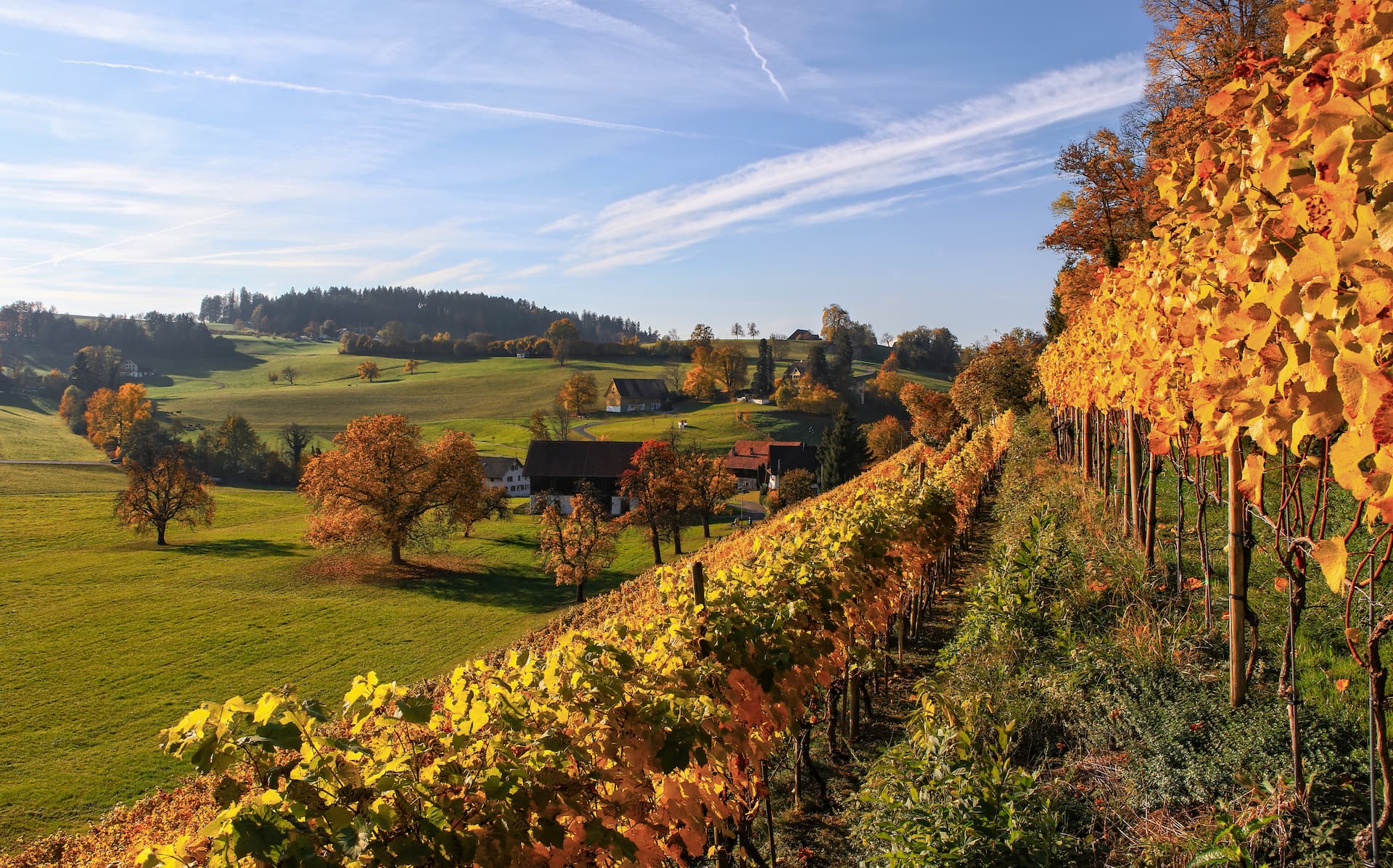 yellow-leaf-plant-lot-near-green-field-daytime.jpg