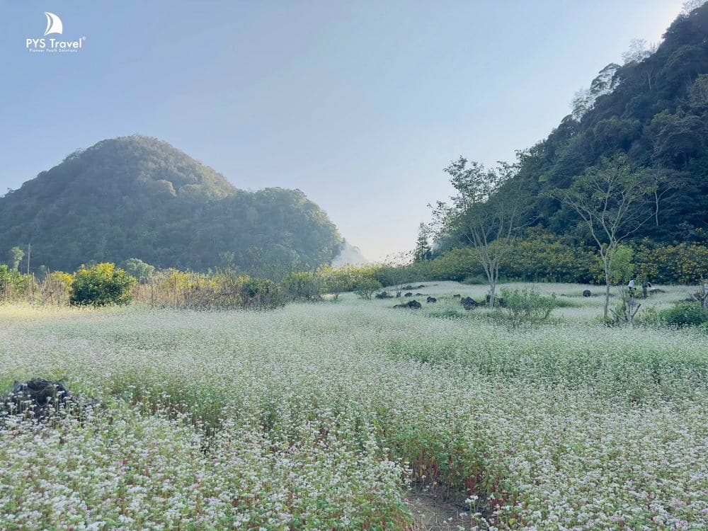 hoa tam giác mạch hà giang hoa-tam-giac-mach-pystravel-7.jpg