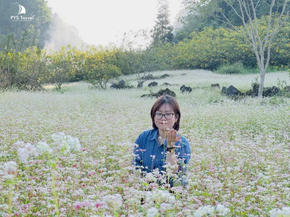 hoa tam giác mạch hà giang hoa-tam-giac-mach-pystravel-6.jpg