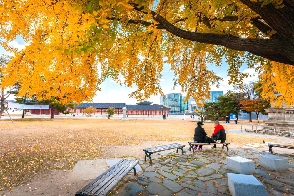 Hàn Quốc mùa thu Tour Hàn Quốc mùa thu vàng