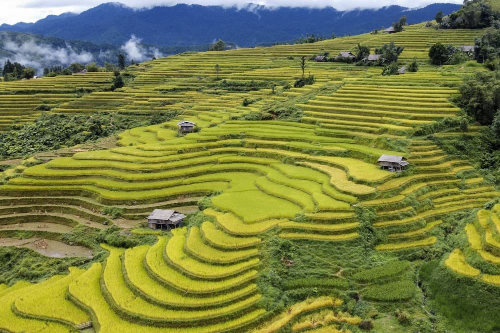 Hoàng Su Phì Hà Giang mùa lúa chín tháng 9 Thửa ruộng Hoàng Su Phì Hà Giang lúa chín